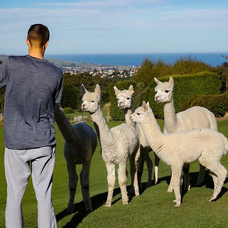 Alpaca Farmstay Дюндин Екстериор снимка
