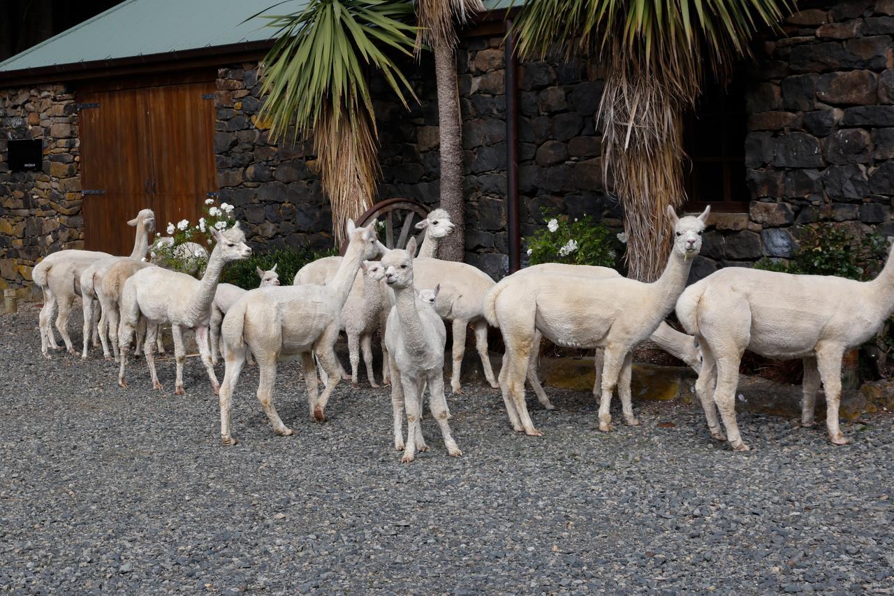 Alpaca Farmstay Дюндин Екстериор снимка